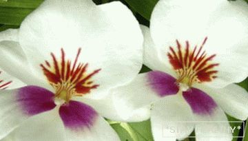 Phalaenopsis (Orquídea)