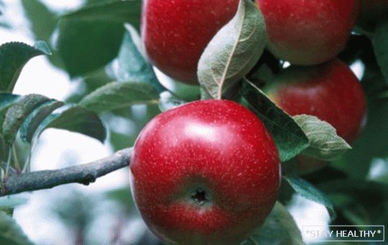 Qué variedades de manzanos son adecuados para los Urales: fotos,Descripción y características. Características de las variedades de manzanos resistentes al invierno enLos urales