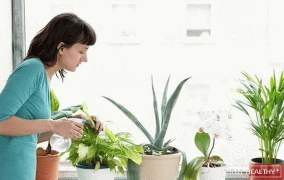 Plantas de interior simples protegen contra los resfriados. y la gripe