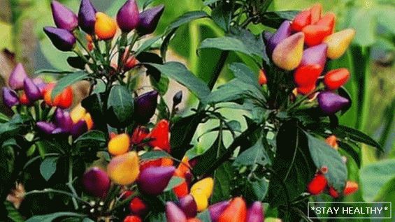 Las variedades más bellas, inusuales y coloridas. verduras para jardineros