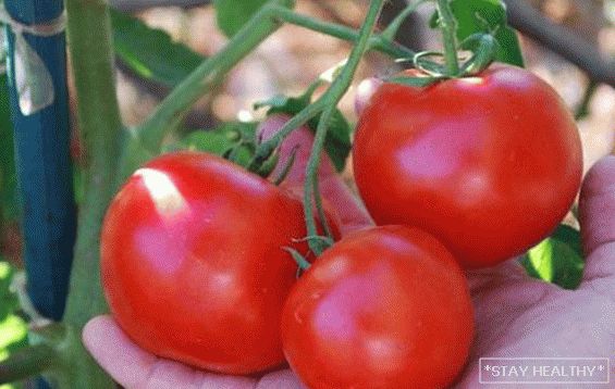 Tomate "Caperucita Roja": descripción,Característica y agrotecnología. Atención integral a la variedad de tomate."Caperucita Roja"