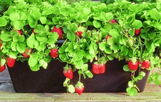 Cultivo de fresas en el balcón - tecnologíaobteniendo buenos rendimientos. Cómo cultivar fresas en el balcón?